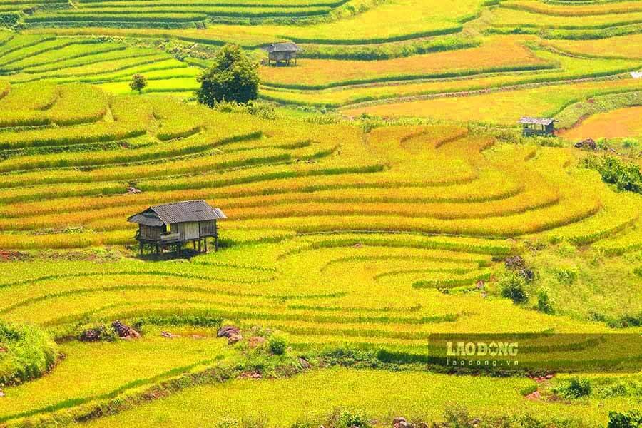 Mùa lúa chín vàng trên cao nguyên đá Tủa Chùa